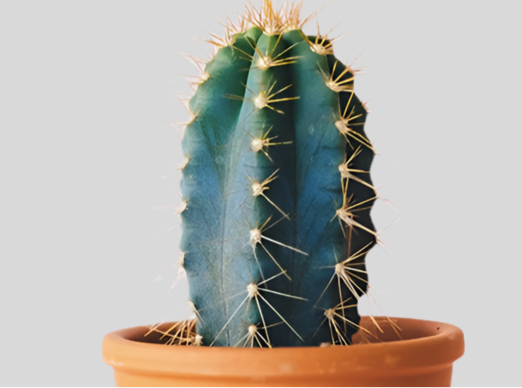 House Plant
