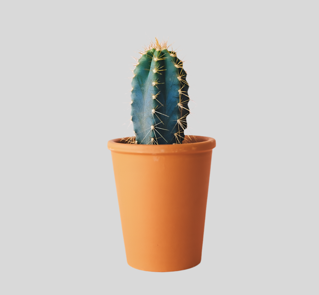 House Plant